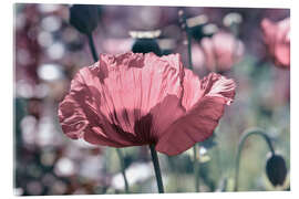 Akrylglastavla Pink poppy