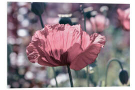 Print på skumplade Pink poppy