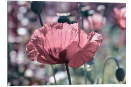 Tableau en plexi-alu Pink poppy