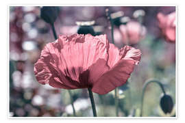 Taulu Pink poppy - Atteloi