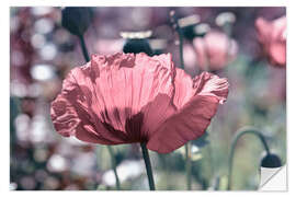 Sticker mural Pink poppy - Atteloi