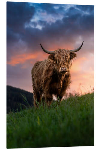 Acrylic print Portrait of a Scottish Highland cattle
