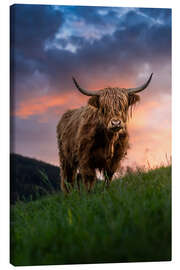 Stampa su tela Portrait of a Scottish Highland cattle - Marcel Gross