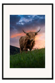 Gerahmter Kunstdruck Portrait eines Schottischen Hochlandrinds