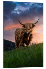 Gallery Print Portrait eines Schottischen Hochlandrinds