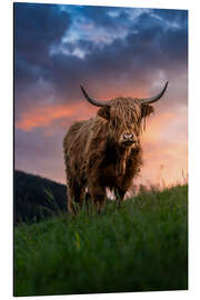 Magnettafel Portrait eines Schottischen Hochlandrinds
