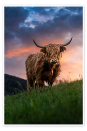Veggbilde Portrait of a Scottish Highland cattle - Marcel Gross