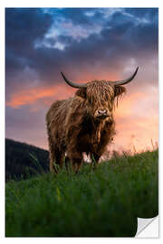 Wandsticker Portrait eines Schottischen Hochlandrinds