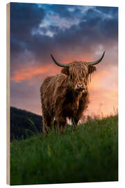 Stampa su legno Portrait of a Scottish Highland cattle - Marcel Gross