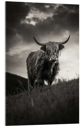 Acrylic print Scottish Highland Cattle