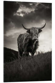 Acrylic print Scottish Highland Cattle - Marcel Gross