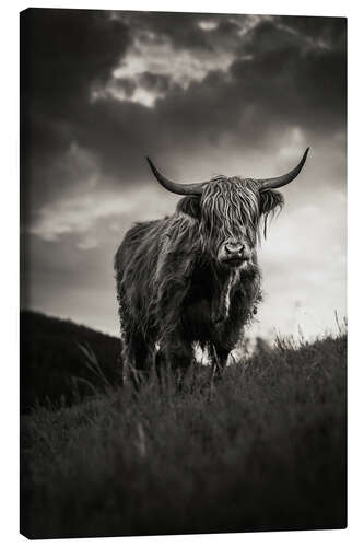 Stampa su tela Scottish Highland Cattle