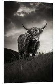 Hartschaumbild Schottisches Hochlandrind