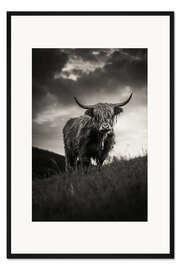 Gerahmter Kunstdruck Schottisches Hochlandrind