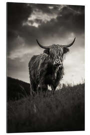 Gallery Print Schottisches Hochlandrind