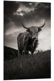 Magnettafel Schottisches Hochlandrind