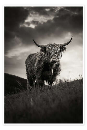 Poster Scottish Highland Cattle