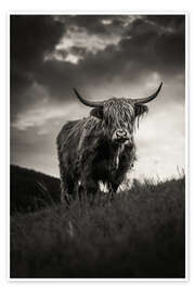 Veggbilde Scottish Highland Cattle - Marcel Gross