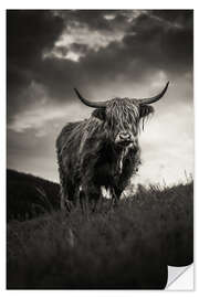 Wandsticker Schottisches Hochlandrind