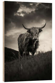 Stampa su legno Scottish Highland Cattle - Marcel Gross