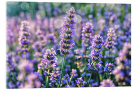 Acrylic print Lavender - Mango Art