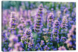 Canvas print Lavender
