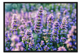 Gerahmter Kunstdruck Lavendel