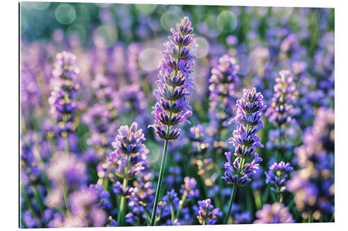 Cuadro de plexi-alu Lavender