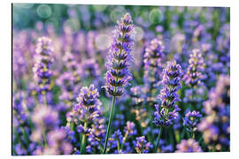 Magnettafel Lavendel