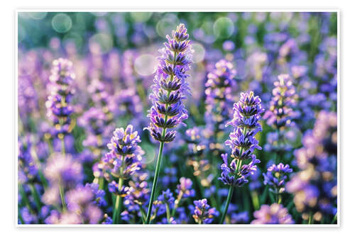 Juliste Lavender
