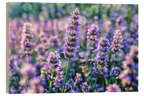 Hout print Lavender