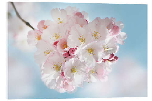 Acrylic print Blooming cherry blossoms