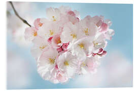 Acrylic print Blooming cherry blossoms - Atteloi