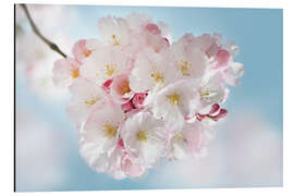 Alubild Blühende Kirschblüten