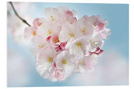 Hartschaumbild Blühende Kirschblüten