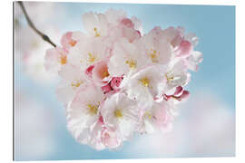 Gallery Print Blühende Kirschblüten