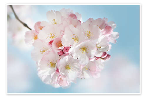 Poster Blooming cherry blossoms