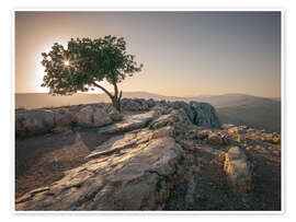 Veggbilde Tree on the Arbel mount - Assaf Frank