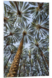 Hartschaumbild Unter Palmen