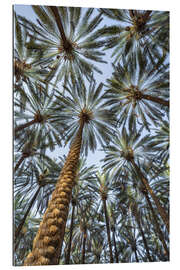 Gallery Print Unter Palmen