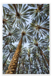 Veggbilde Under palm trees - Jan Christopher Becke