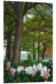 Acrylglas print Rhododendrons in the forest