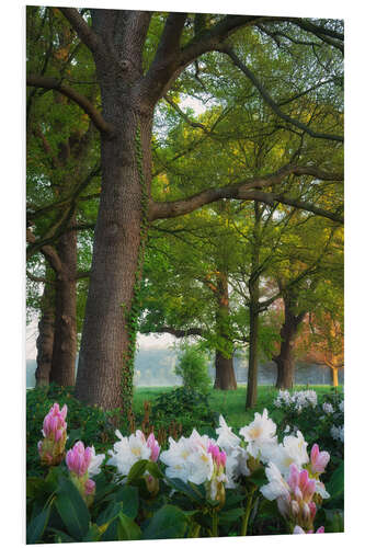Foam board print Rhododendrons in the forest