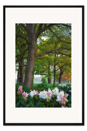 Gerahmter Kunstdruck Rhododendren im Wald