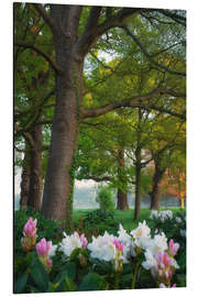 Magnettafel Rhododendren im Wald