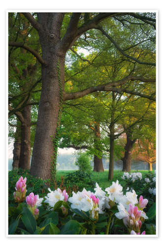 Plakat Rhododendrons in the forest