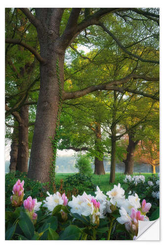 Autocolante decorativo Rhododendrons in the forest