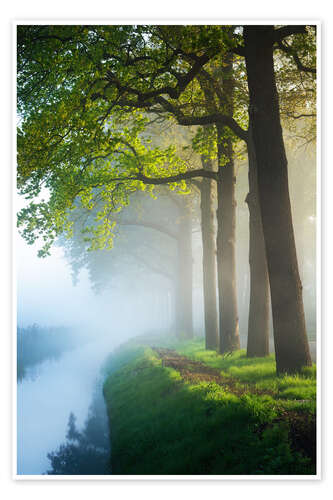 Plakat Fresh green oaks