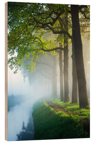 Wood print Fresh green oaks
