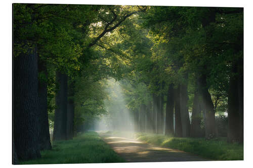 Quadro em alumínio Path of sunrays